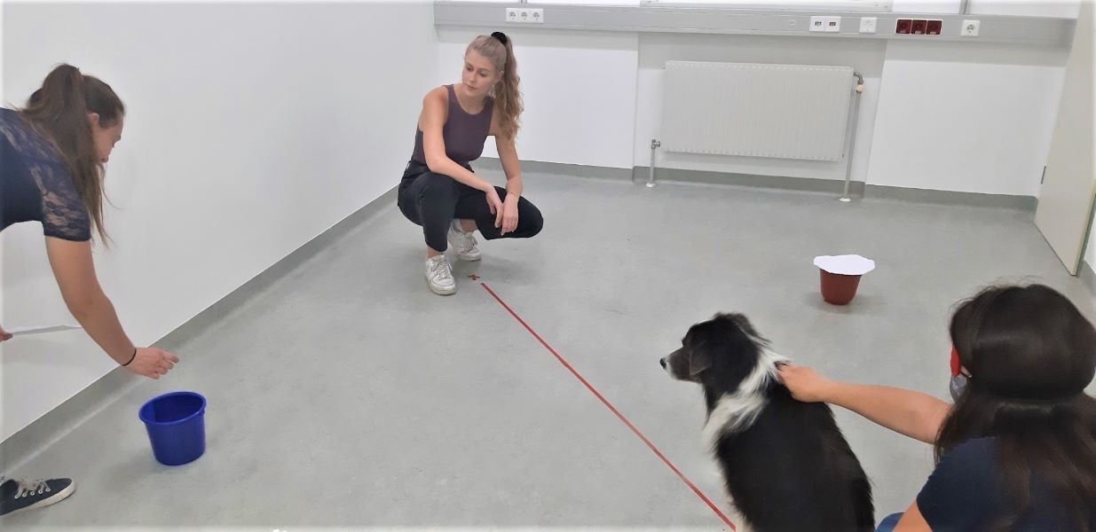 Hunde als „Gedankenleser“