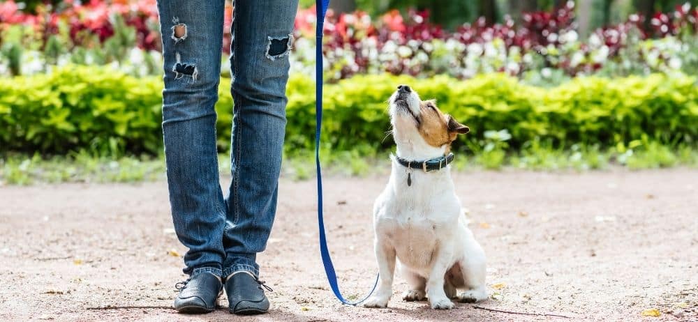 Ganzheitliches Hundetraining per App – Wie Hundeo die Hundeerziehung revolutioniert