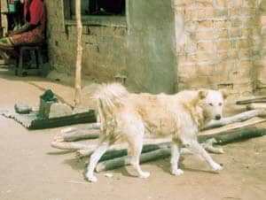 Strassenhunde – Wo der Hund noch Hund ist