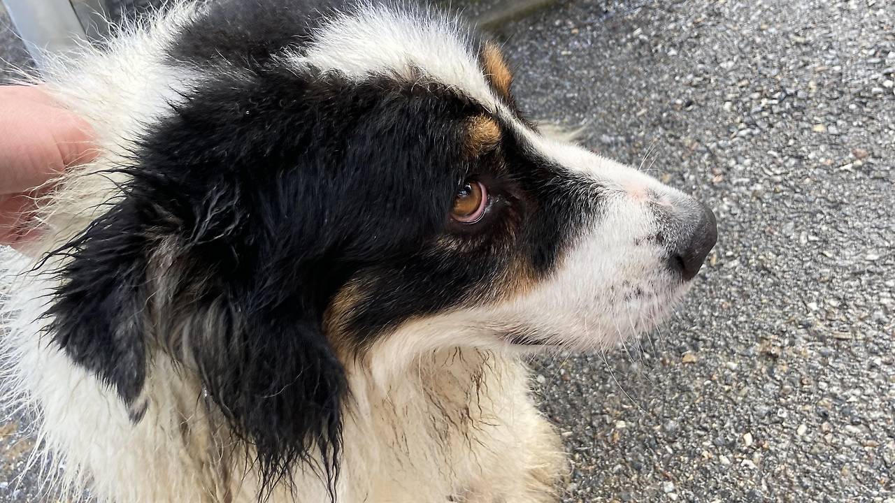 Polizisten retteten Hund aus eisigem Bach