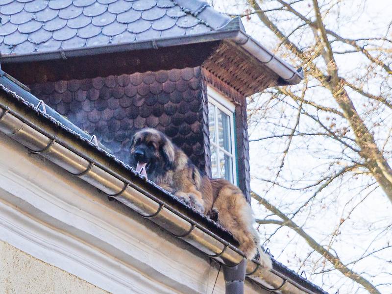 Hund stürzte von Hausdach