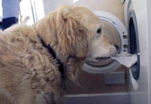 Support Dogs