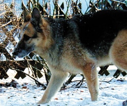 Diagnose Problemhund