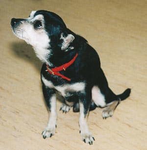 Hilfe, mein Hund bellt dauernd!