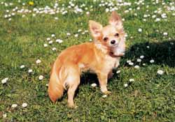 Ein Chihuahua auf Fahrradtour