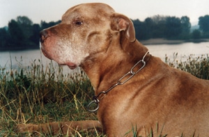 Zeichen der Zeit: Der alte Hund