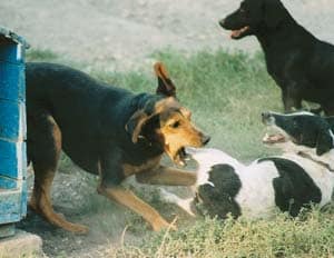 Hilfe, mein Hund wird plötzlich aggressiv gegenüber anderen Hunden!