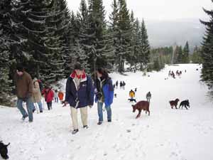 Setter im Schnee