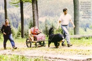 Hunde vor dem Wagen