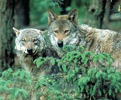 Die Mär vom bösen Wolf