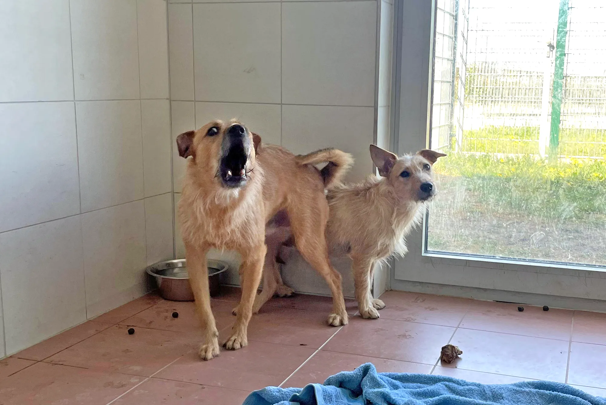 18 Hunde aus Animal-Hoarding-Fall gerettet