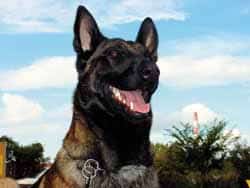 Leben mit einem „triebigen" Hund