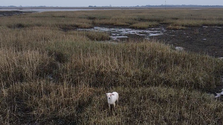 Hund in England mit Wurst an Drohne gerettet