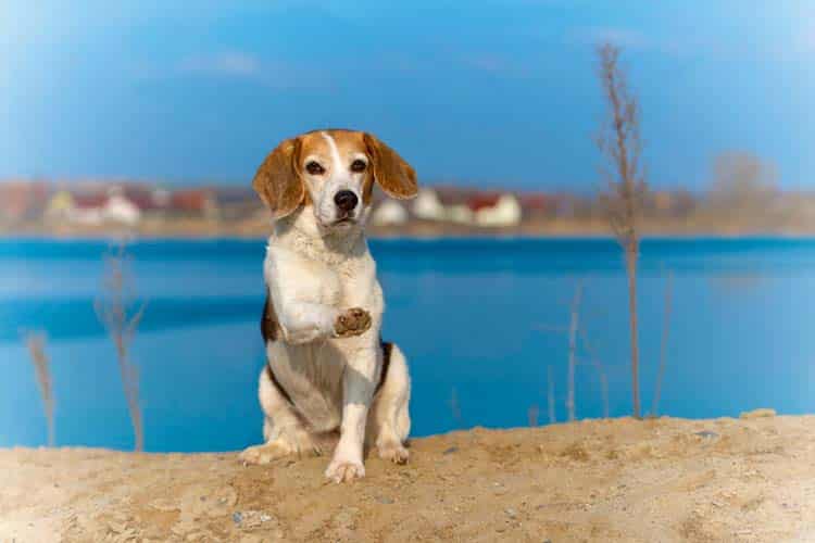 Und wer bist Du? Über die Persönlichkeiten von Hunden – Teil 2