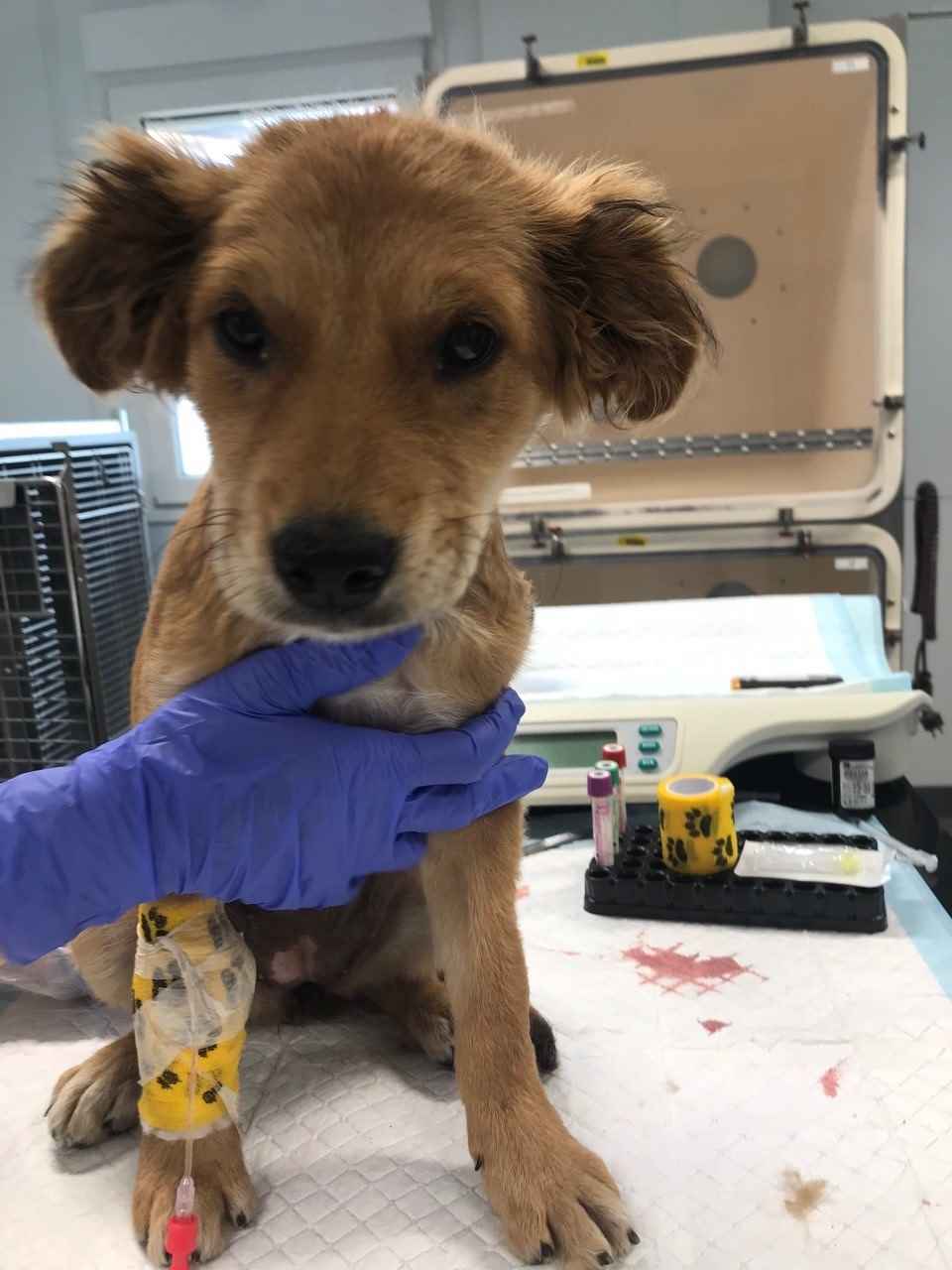 Krankes Hundebaby angebunden zurückgelassen