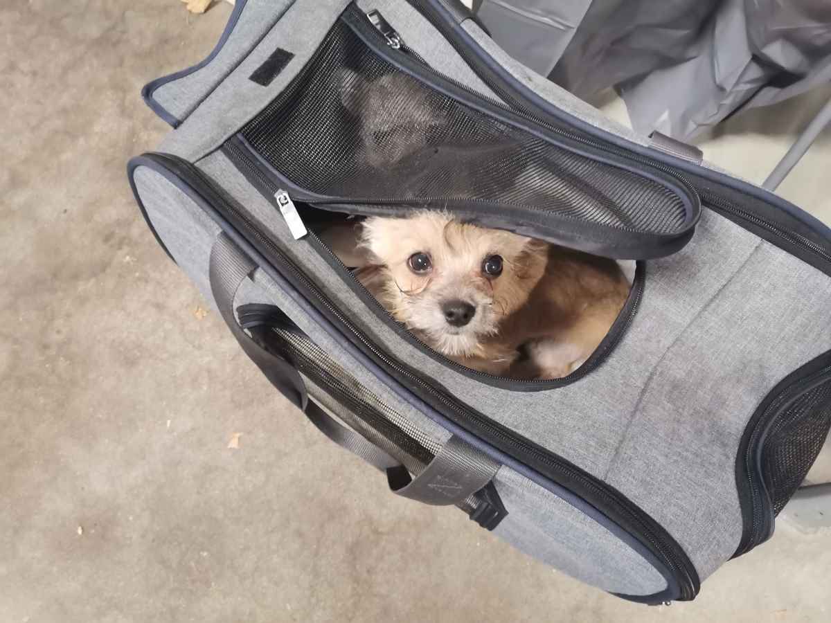 Hundewelpen am Straßenrand abgestellt