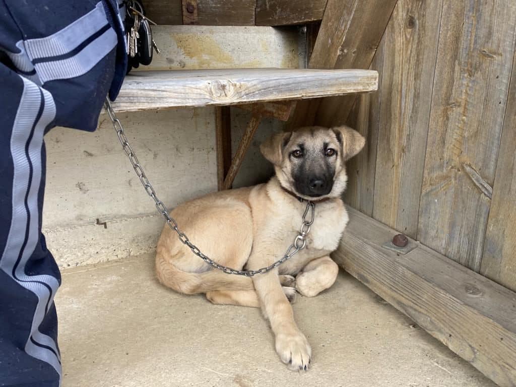 Unterkühlter Hundewelpe gerettet