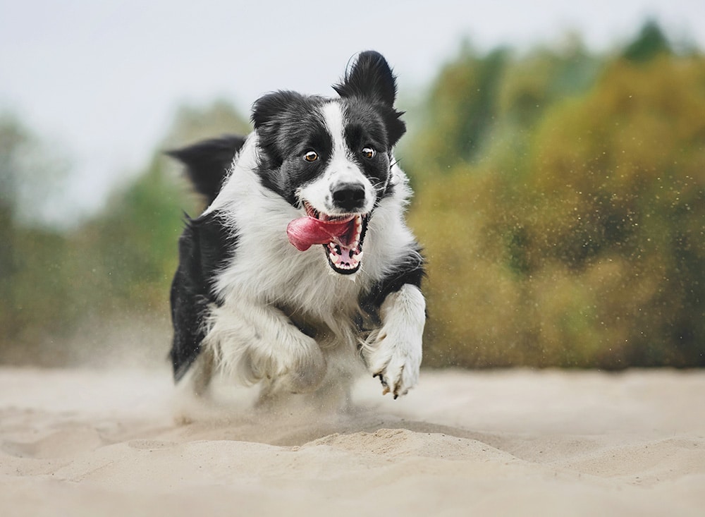 Hundehalter entscheiden sich immer öfter für Hundenahrung aus Fleischsaftgarung