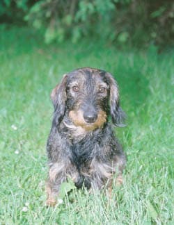 Hilfe, mein Hund markiert plötzlich im Haus