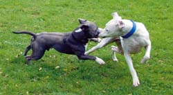Hundliche Verhaltenstipps