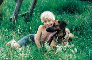 Hund: Gefährte in der Krise