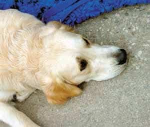 Können Hunde Krebs riechen?