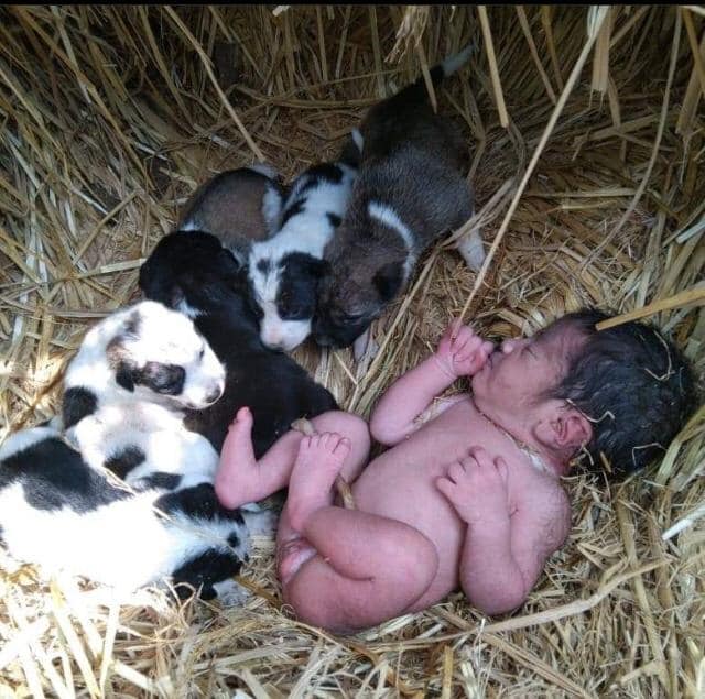 Hundemama soll sich um Menschenbaby gekümmert haben