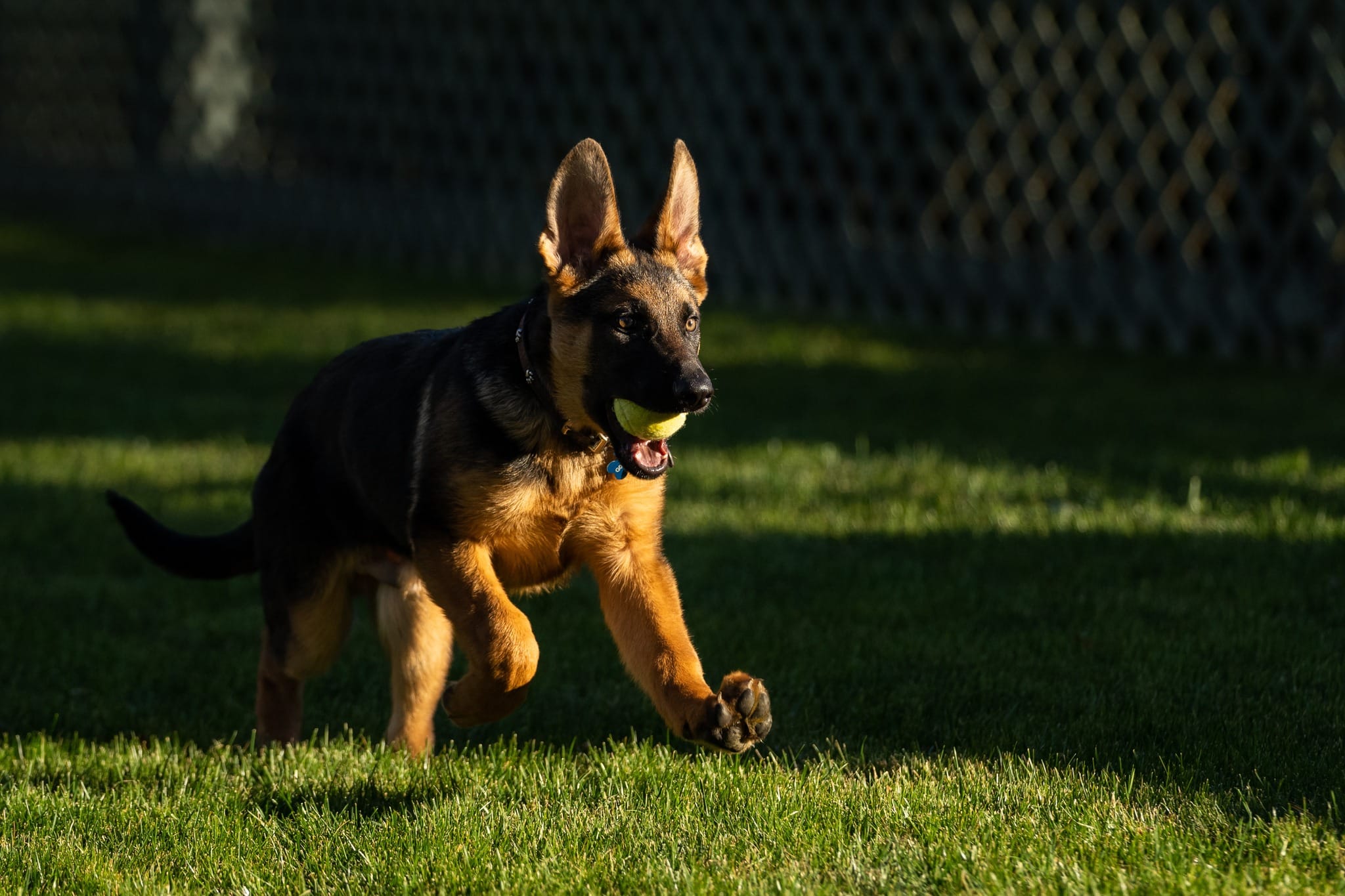 Neuer Hund im Weißen Haus