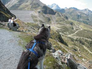 Hund am Berg …