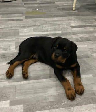 Tierquälerei in Niederösterreich: Erneut elf Hunde gerettet