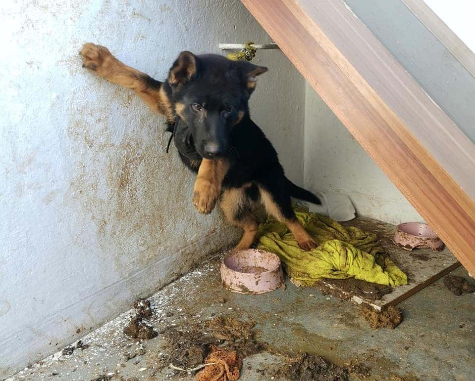 Hund tagelang auf Balkon angekettet
