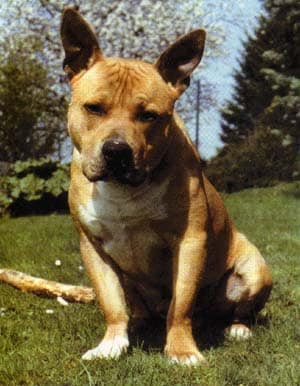 Der Retter verfolgter Hunde