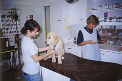 Genetischer „Fingerabdruck" nun auch für Hunde
