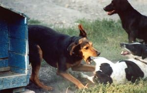 Mobbing unter Hunden
