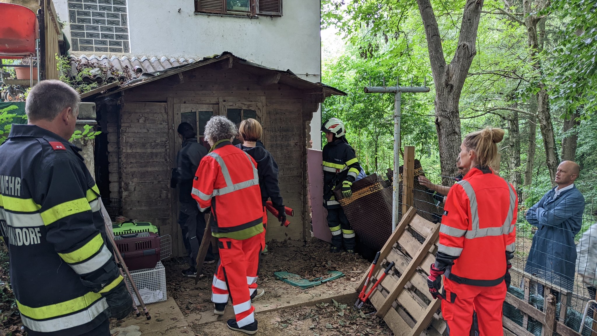 Steiermark: Behörden retteten Hunde und Katzen