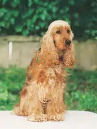 Der Cocker Spaniel