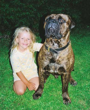 Der Bullmastiff