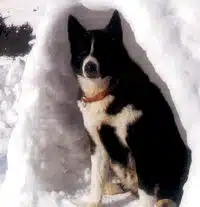 Der karelische Bärenhund