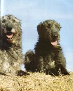 Irish Wolfhound