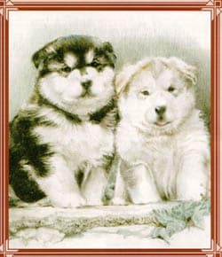 Der Alaskan Malamute