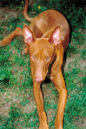 Pharaoh Hound