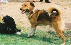 Der österreichische Kurzhaarpinscher