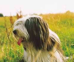 Der Bearded Collie