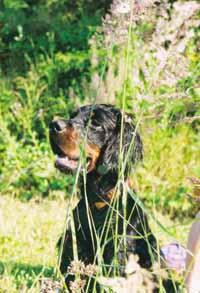 Der Gordon Setter