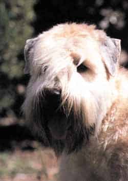Irish Soft Coated Wheaten Terrier
