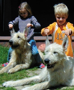 Wege zum „kindersicheren" Hund
