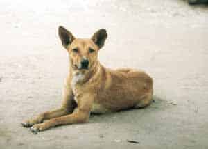 Wo der Mensch ist, ist auch der Hund: