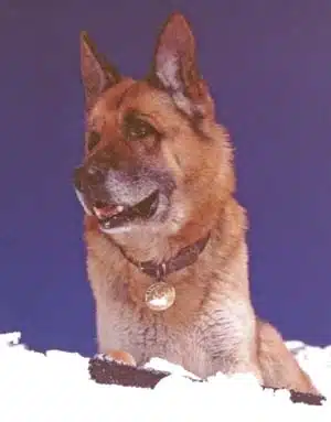 Rettung aus dem weißen Grab