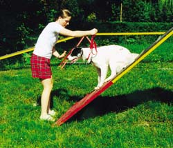 Taube Hunde: Erziehung & Sport