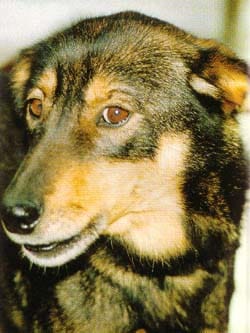 Hundliche Verhaltensstörungen in der Verhaltenstherapie